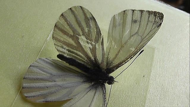 Pieris Napi (брюквенница)