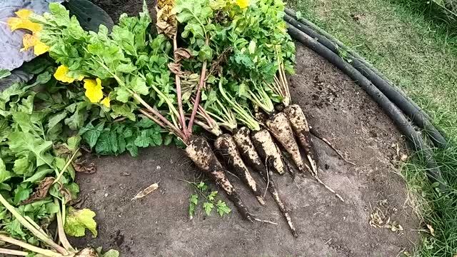 Пастернак корневая петрушка корневой сельдерей итоги сезона.