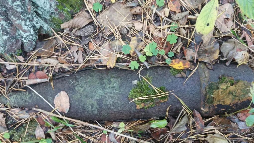 Угрозу взрыва устранили после опасной находки в Жуковском округе