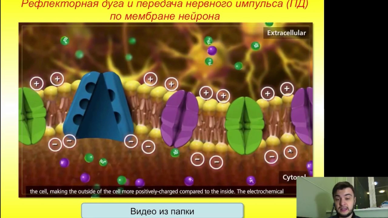 Нервный импульс и его передача