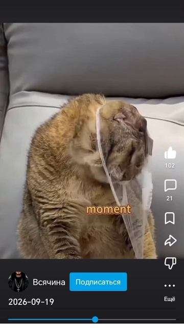 факты коты