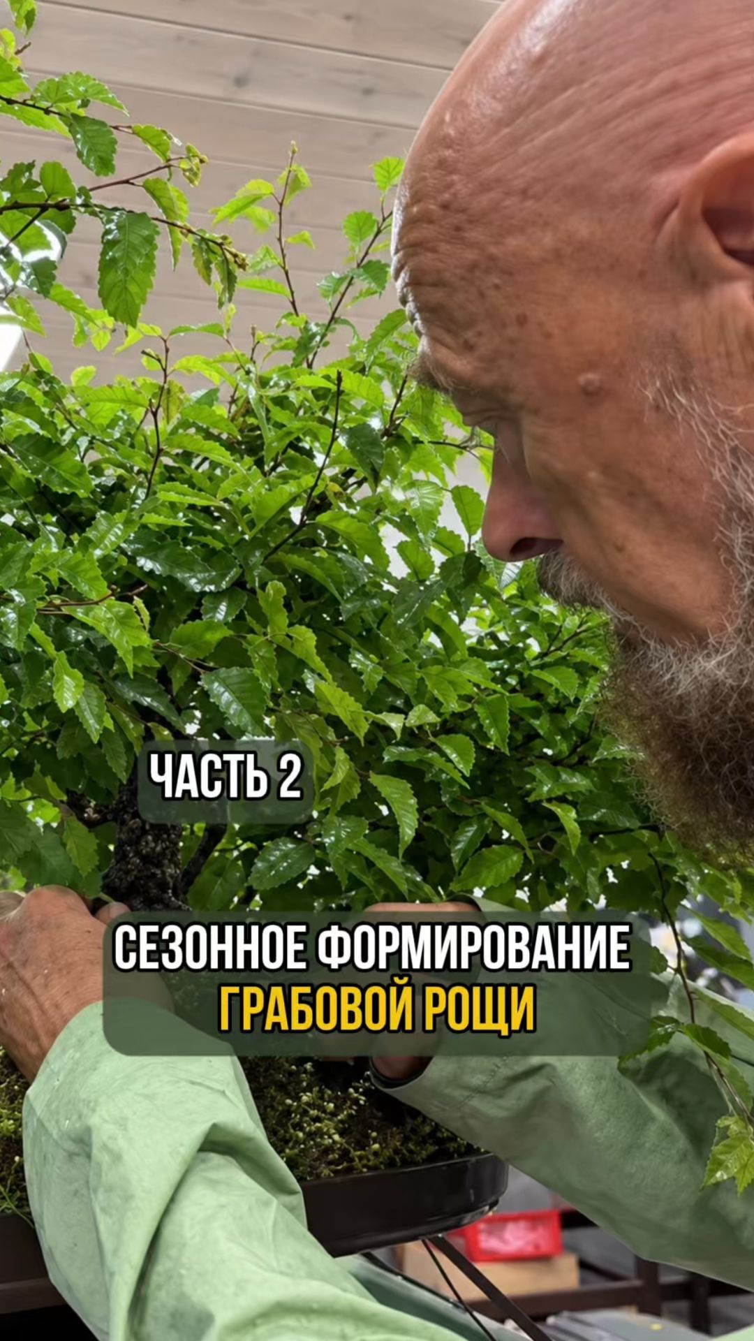 Сезонное формирование грабовой рощи. Часть 2