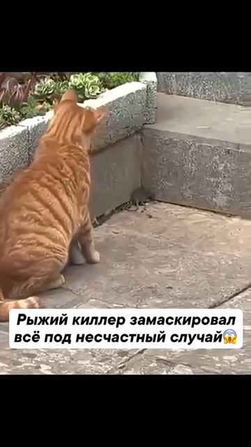 Кошки мышки