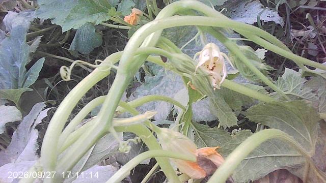 Обзор нашего грунтового кабачкового растения сорта Куркузелле