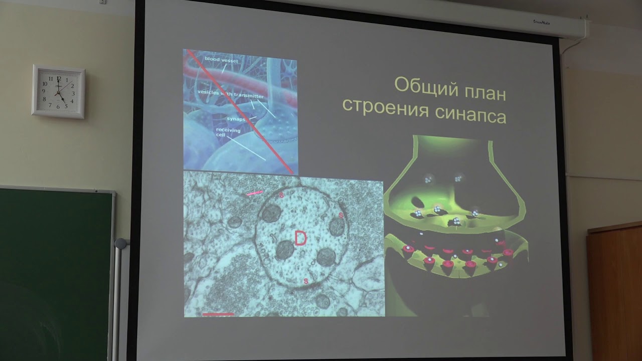 Ловать М. Л. - Физиология человека и животных. Часть 1 - 3. Синаптическая передача