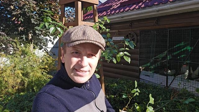 Век живи век учись.. готовим розы к зиме