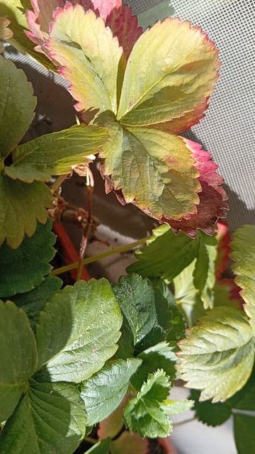 VID_20260928_115347_012739.mp4