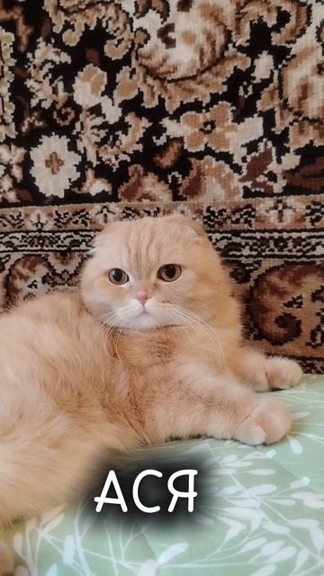 СЕКРЕТ АСИ раскрыт! Инсайд с дивана!  кошка легкиешаги шотландскаявислоухая shorts
