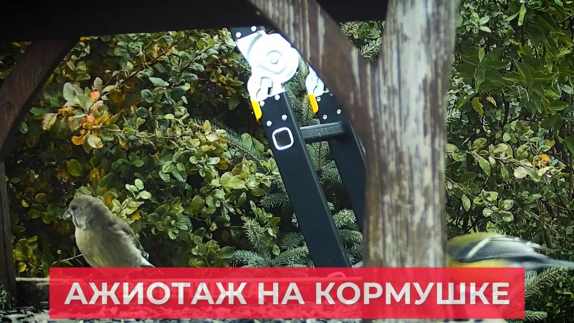 Синицы и воробьи целыми днями осаждают кормушку