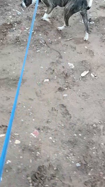 Шейна