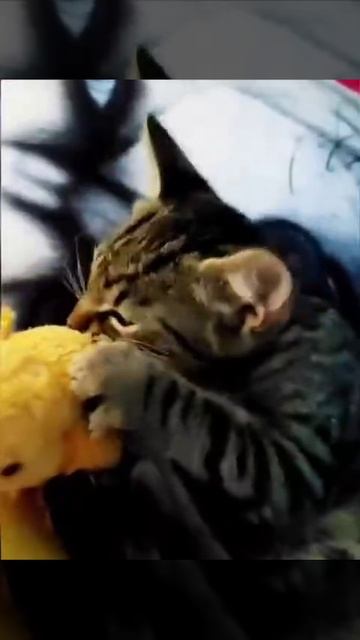 VID_20260927_201203_069.mp4