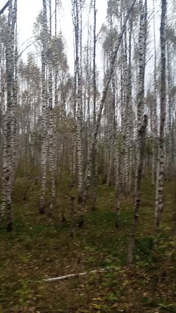 лес