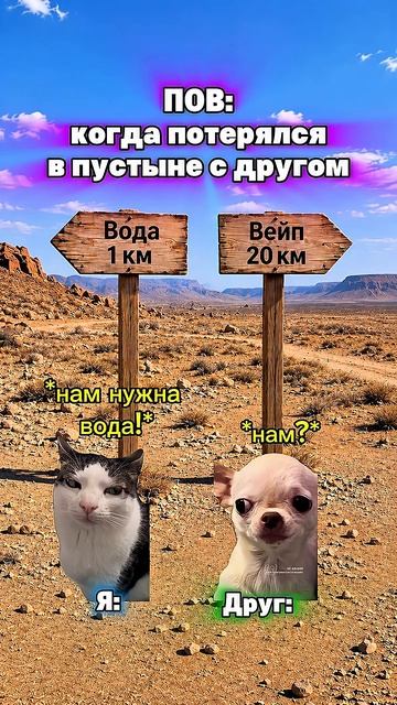 Есть такой друг котята мемы жиза шортс