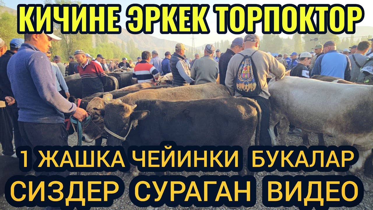 НООКАТ МАЛ БАЗАР КИЧИНЕ ЭРКЕК ТОРПОКТОР 