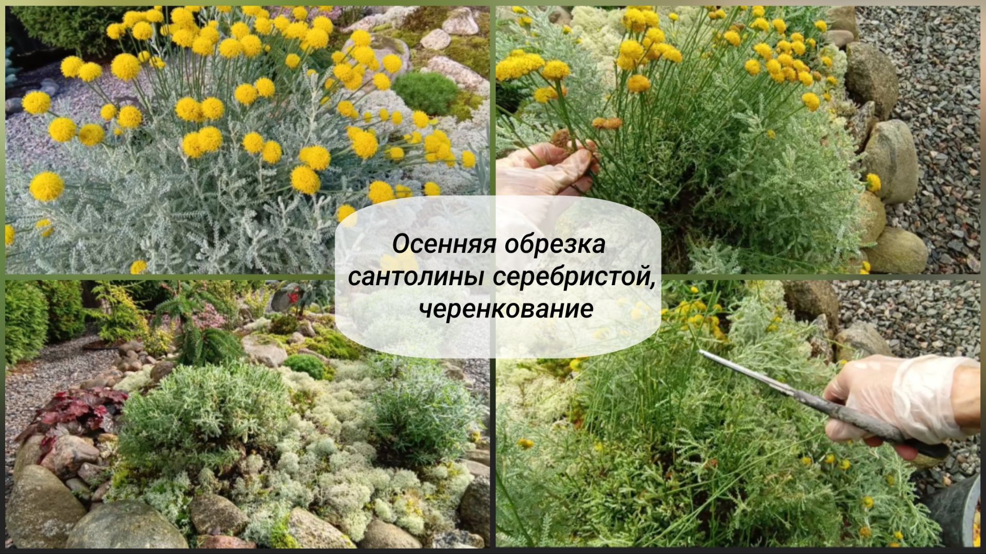 Осенняя обрезка сантолины серебристой черенкование.