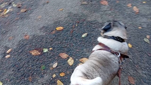 VID_20260928_100000_110351.mp4