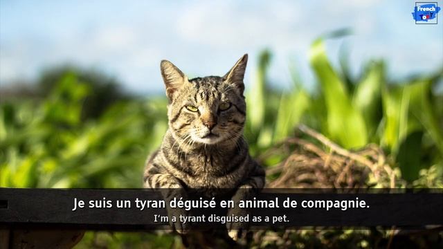 Tony Un chat