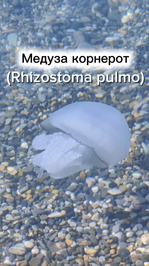 Медуза корнерот  в Чёрном море