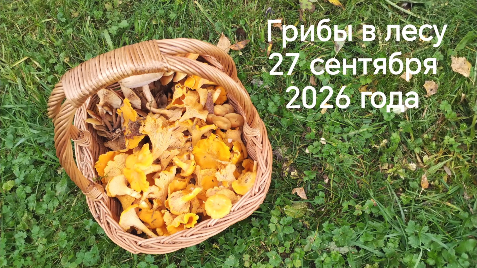 Какие грибы в лесу сейчас 27 сентября 2026 года
