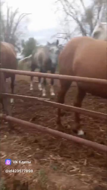 животные