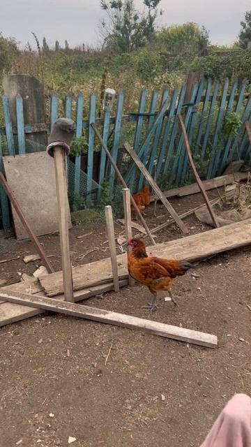 Куры в шоке 