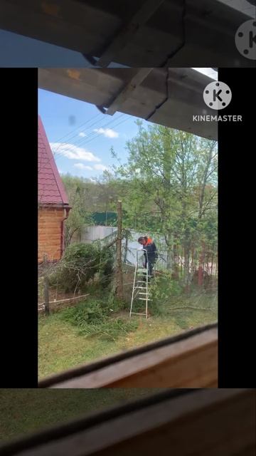 Дерево