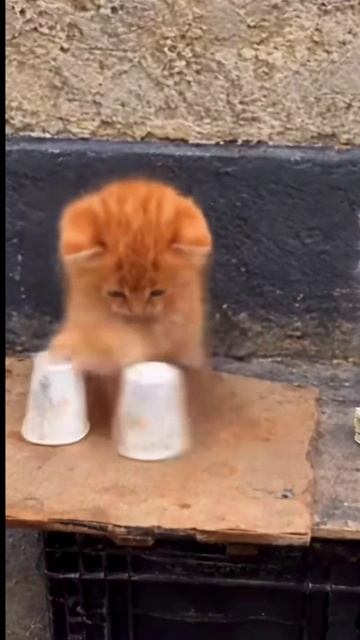 коталы актив рек топ рекомендации
