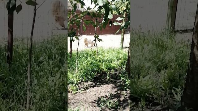 VID_20260723_133825.mp4