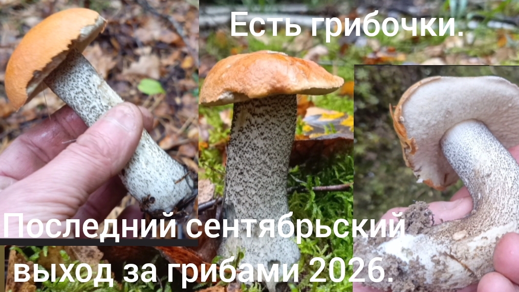 Последний сентябрьский выход за грибами 2026 - есть грибочки!