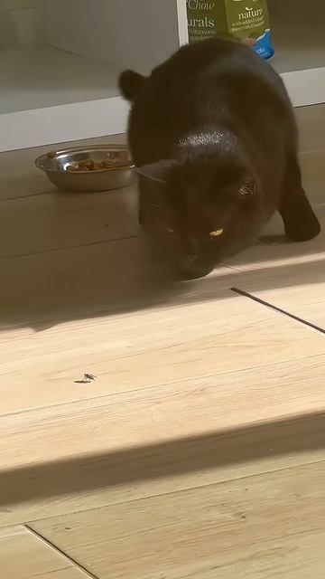 Кошки отличные охотники