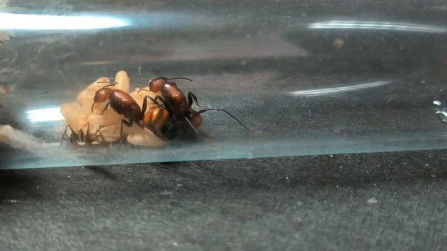 Муравьи CAMPONOTUS NICOBARENSIS  история колонии