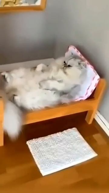 Кошачья жизнь.