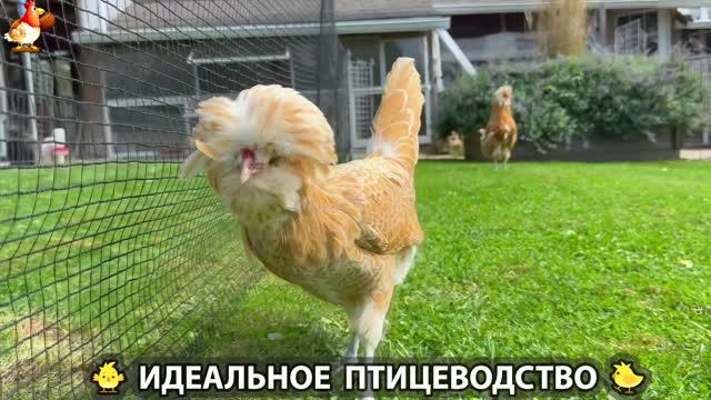 Идеальное птицеводство достойно восхищения  эпизод 561