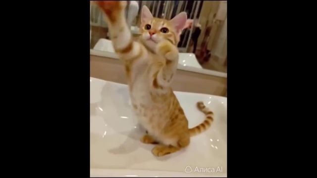 Мотя в раковине!
