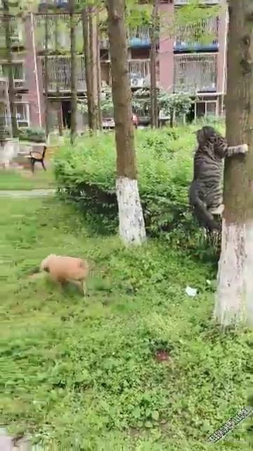 Кот здесь не пробегал