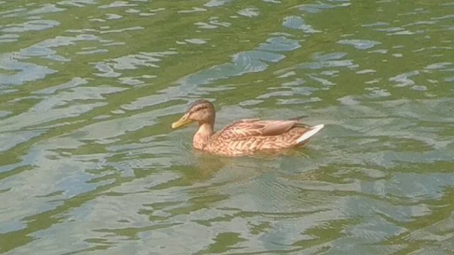 VID_20260826_1158100.mp4
