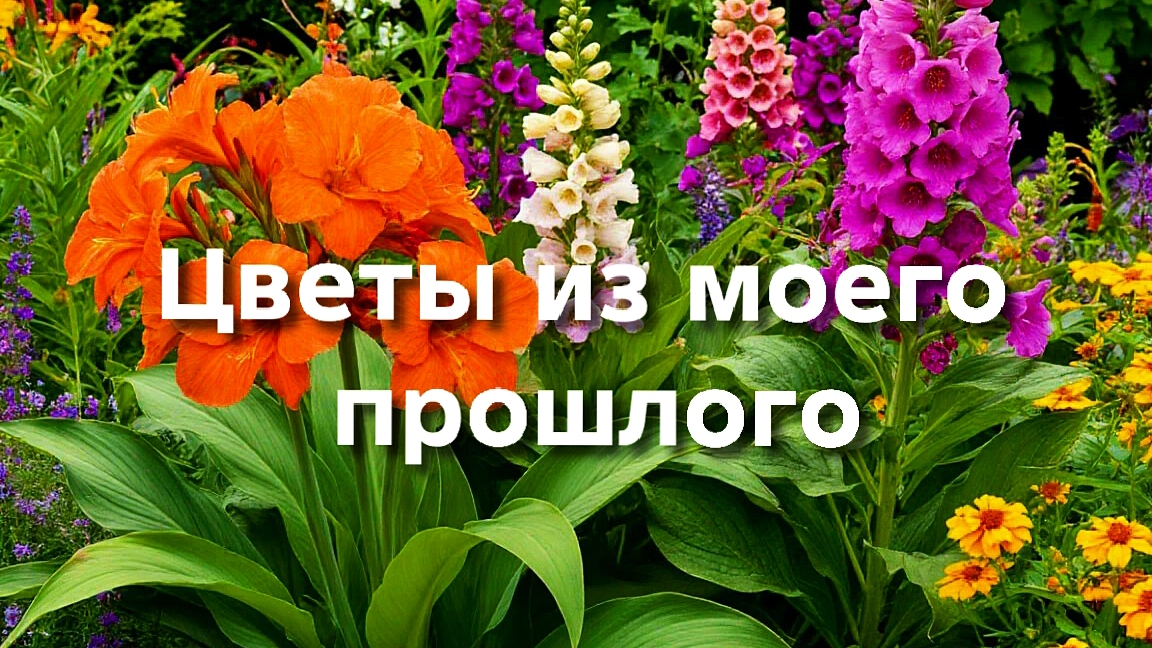 Эти цветы когда-то давно у меня росли.Буду выращивать снова