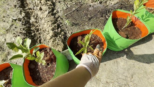 Сестра попросила помочь с собакой потом оставила нас с чужой ответственностью.И что теперь делать?