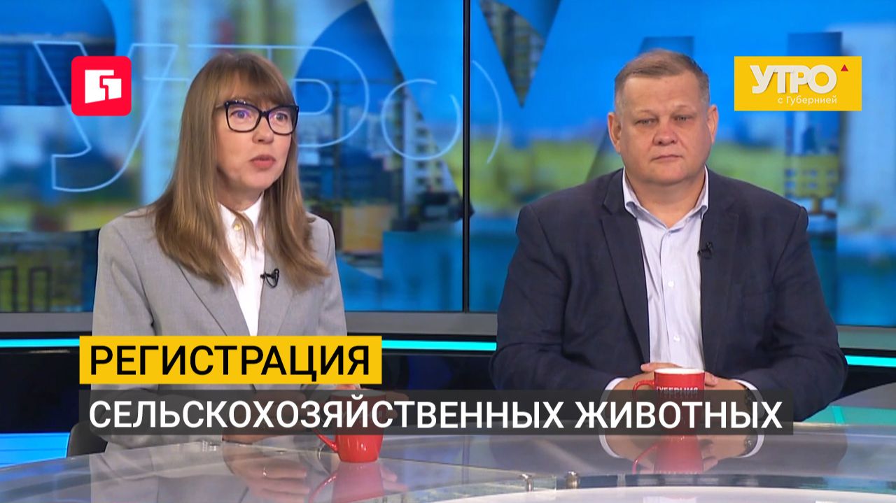 Регистрация сельскохозяйственных животных. Утро с Губернией. 28092026. GuberniaTV