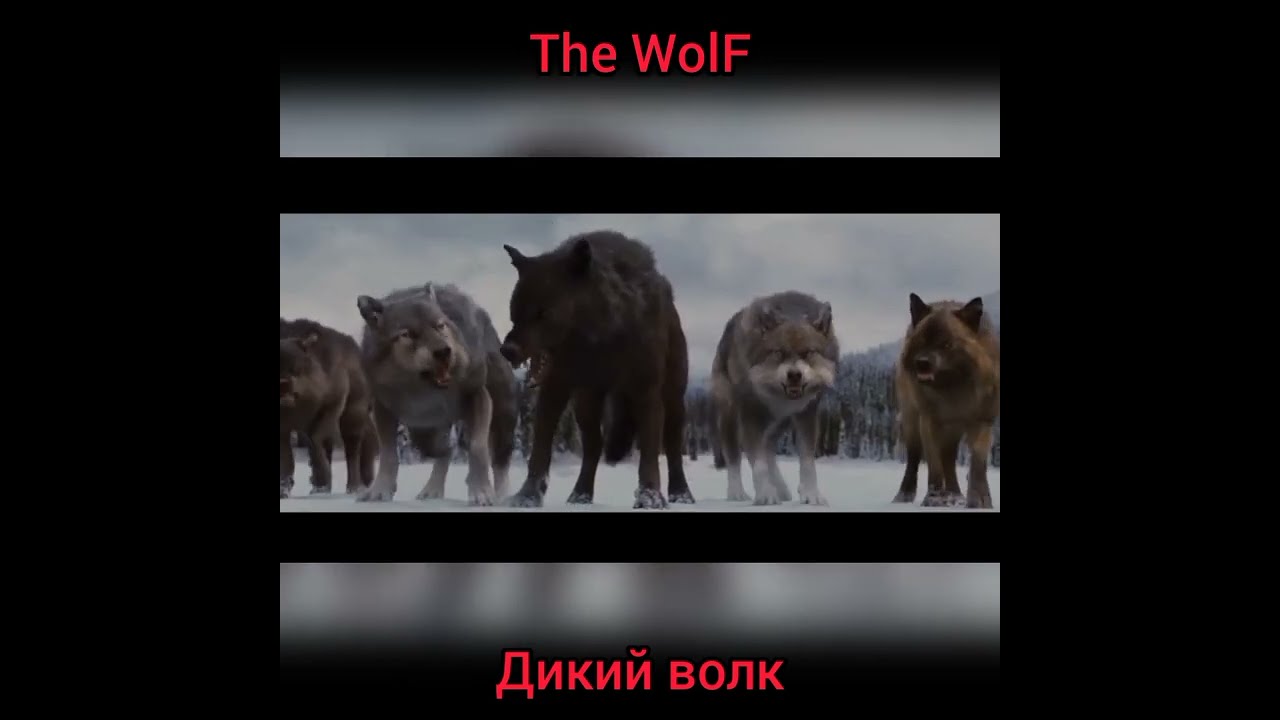 The WolF - Дикий волк