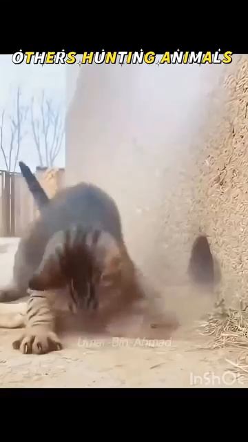 Кошки на охоте