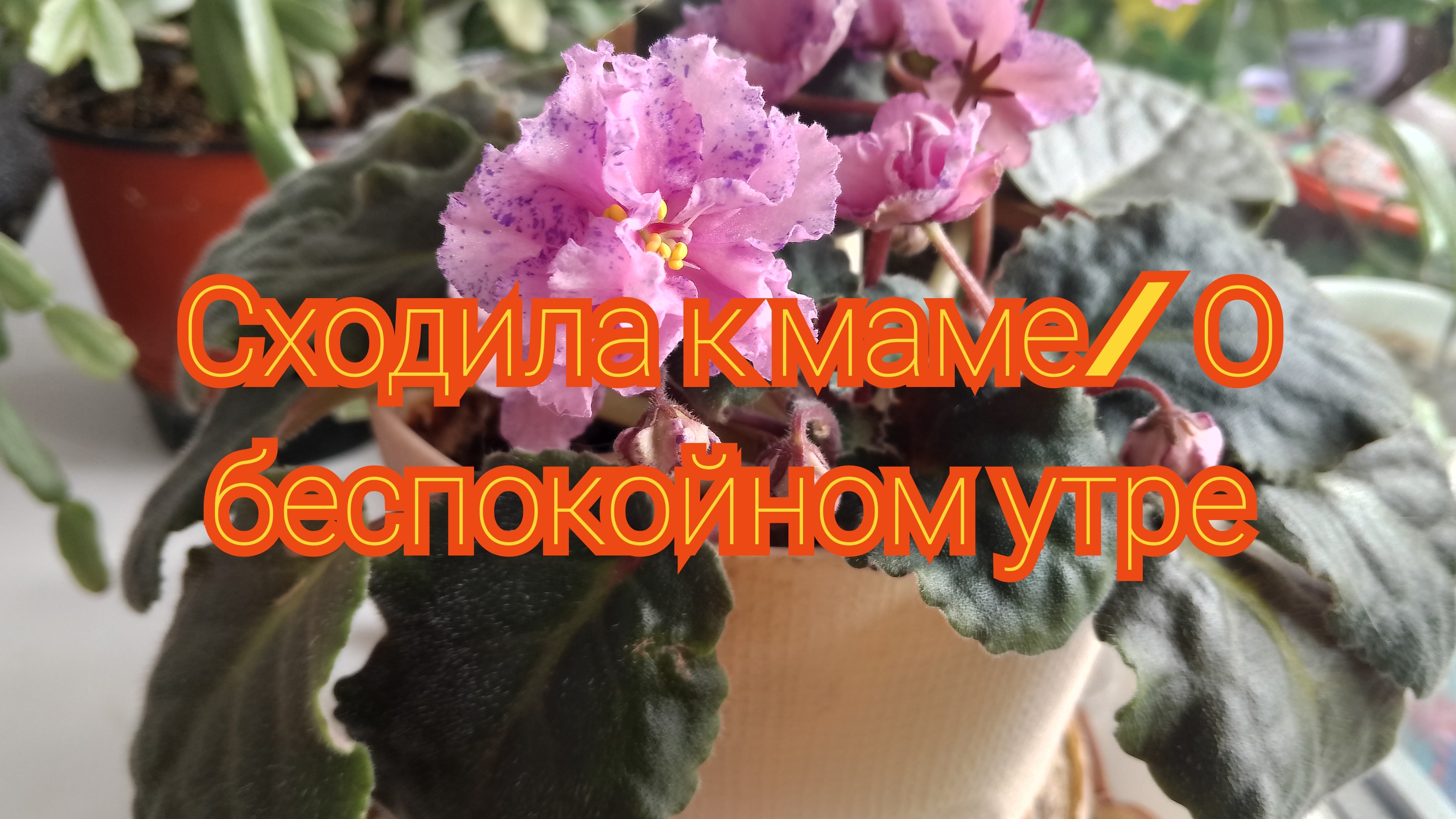 Сходила к маме О беспокойном утре