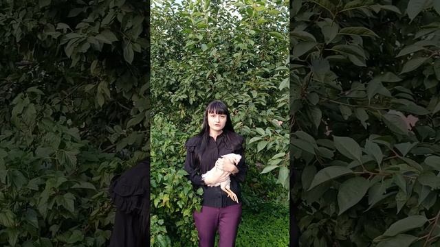 Зачем курицы поедают мелкие камни?