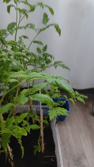 мой мини огород на балконе