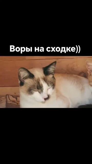 1000459896.mp4