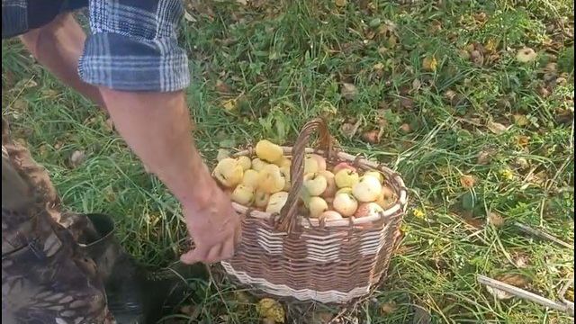  Набрали яблоки