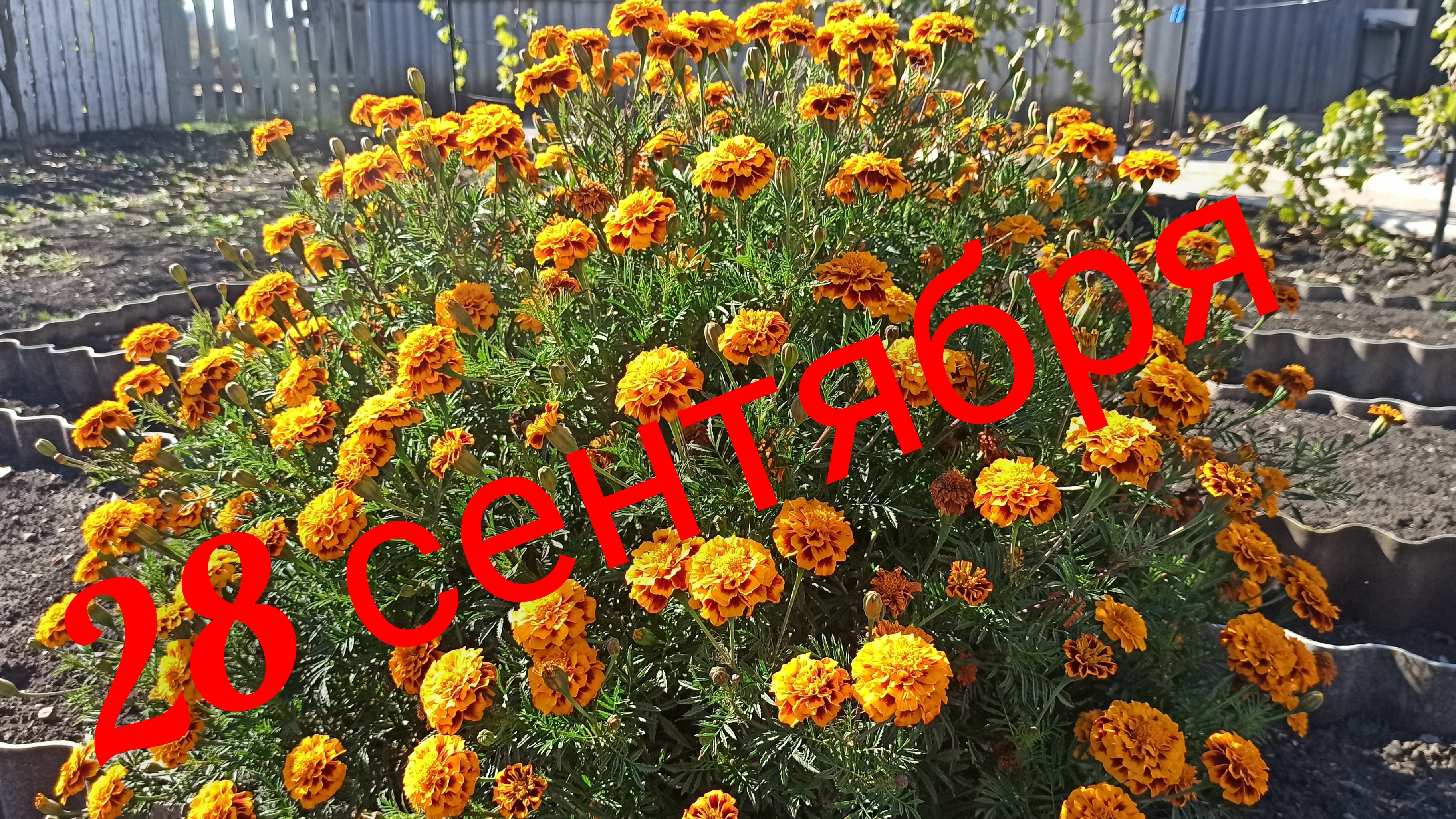 Стены утеплены пашу огород в зиму