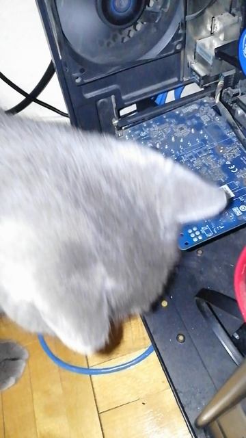 VID_20260928_130709.mp4
