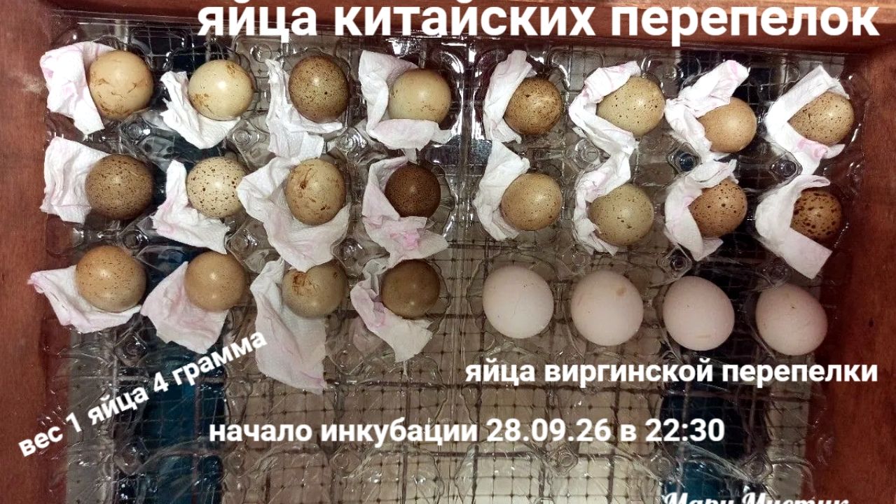 280926 в 22:30 поставила на инкубацию яйца китайского и виргинского перепелов. Держим кулачки !