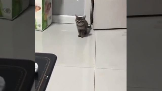Гавкает